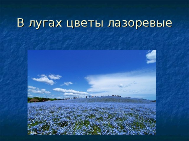 В лугах цветы лазоревые