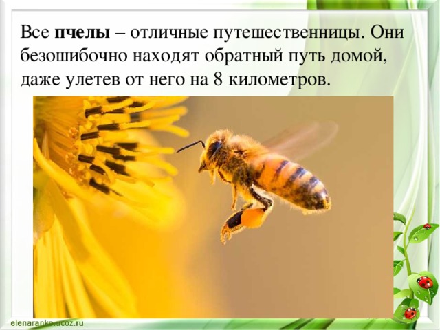 Все пчелы – отличные путешественницы. Они безошибочно находят обратный путь домой, даже улетев от него на 8 километров.
