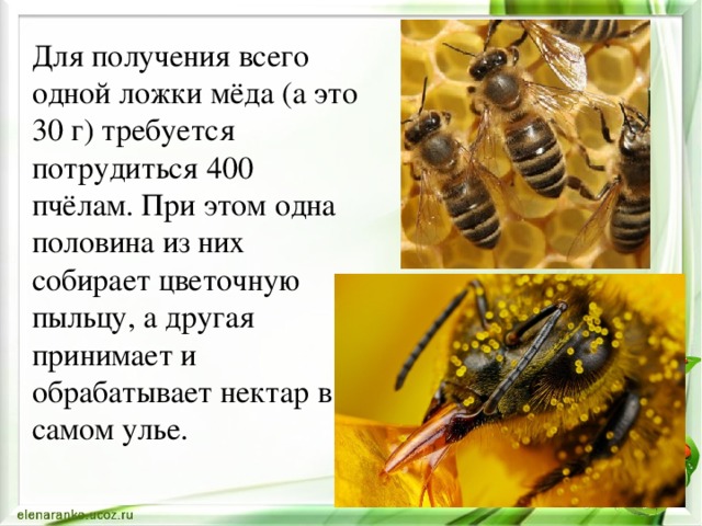 Для получения всего одной ложки мёда (а это 30 г) требуется потрудиться 400 пчёлам. При этом одна половина из них собирает цветочную пыльцу, а другая принимает и обрабатывает нектар в самом улье.