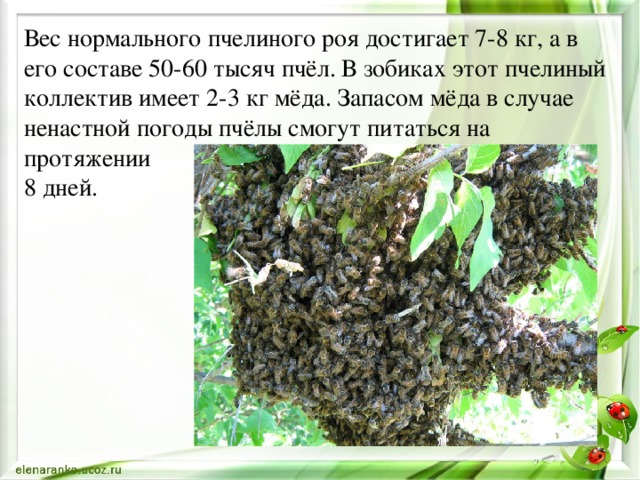 Вес нормального пчелиного роя достигает 7-8 кг, а в его составе 50-60 тысяч пчёл. В зобиках этот пчелиный коллектив имеет 2-3 кг мёда. Запасом мёда в случае ненастной погоды пчёлы смогут питаться на протяжении 8 дней.
