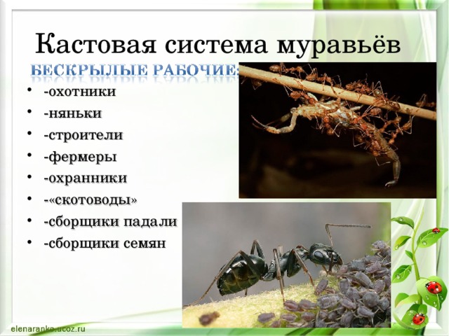 Кастовая система муравьёв