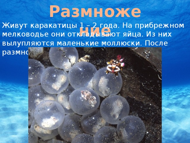 Размножение Живут каракатицы 1 – 2 года. На прибрежном мелководье они откладывают яйца. Из них вылупляются маленькие моллюски. После размножения каракатицы погибают.
