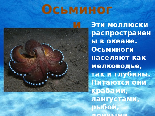 Осьминоги Эти моллюски распространены в океане. Осьминоги населяют как мелководье, так и глубины. Питаются они крабами, лангустами, рыбой, донными моллюсками.