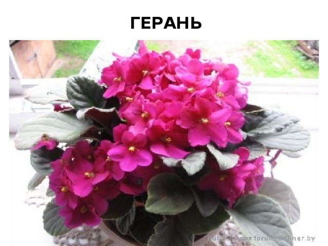 герань