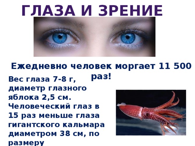 Глаза и зрение Ежедневно человек моргает 11 500 раз! Вес глаза 7-8 г, диаметр глазного яблока 2,5 см. Человеческий глаз в 15 раз меньше глаза гигантского кальмара диаметром 38 см, по размеру соответствующего двум человеческим головам.