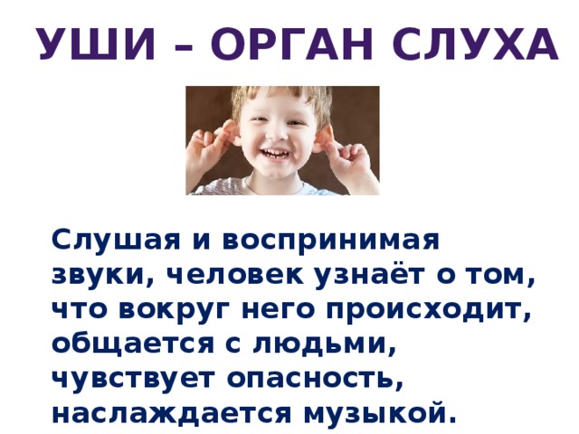 Уши – орган слуха Слушая и воспринимая звуки, человек узнаёт о том, что вокруг него происходит, общается с людьми, чувствует опасность, наслаждается музыкой.