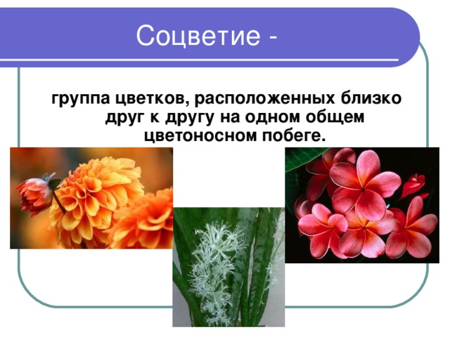Соцветие - группа цветков, расположенных близко друг к другу на одном общем цветоносном побеге.