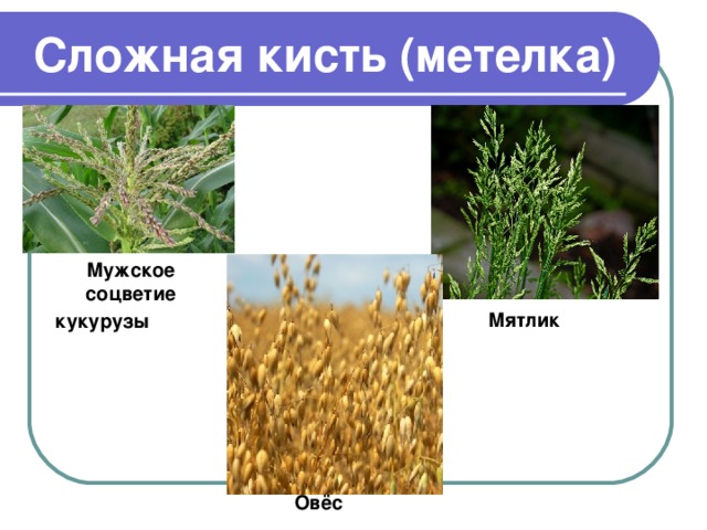 Сложная кисть (метелка) Мужское соцветие кукурузы  Мятлик  Овёс