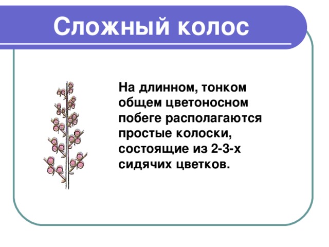 Сложный колос На длинном, тонком общем цветоносном побеге располагаются простые колоски, состоящие из 2-3-х сидячих цветков.