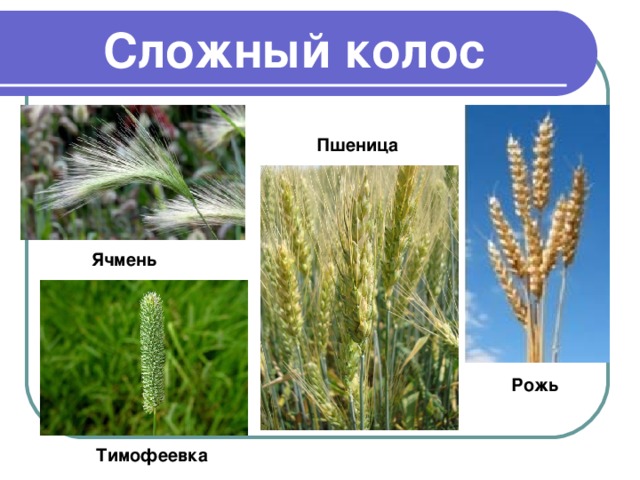 Сложный колос Пшеница Ячмень Рожь Тимофеевка