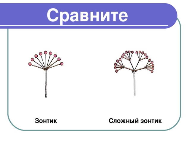 Сравните  Зонтик Сложный зонтик