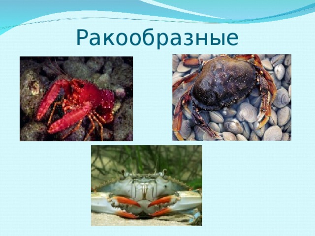 Ракообразные