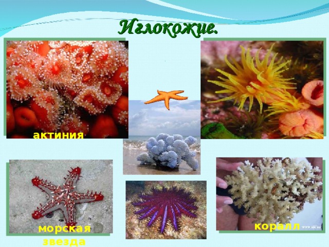 актиния коралл морская звезда