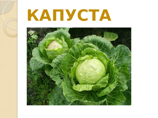 КАПУСТА