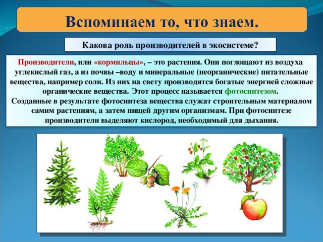 Какова роль производителей в экосистеме? Производители , или «кормильцы» ,  – это растения. Они поглощают из воздуха углекислый газ, а из почвы –воду и минеральные (неорганические) питательные вещества, например соли. Из них на свету производятся богатые энергией сложные органические вещества. Этот процесс называется фотосинтезом . Созданные в результате фотосинтеза вещества служат строительным материалом самим растениям, а затем пищей другим организмам. При фотосинтезе производители выделяют кислород, необходимый для дыхания.