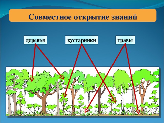 Совместное открытие знаний деревья кустарники травы