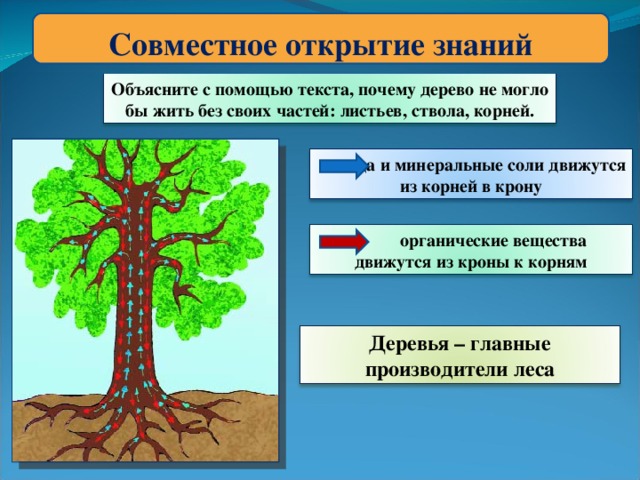 Совместное открытие знаний Объясните с помощью текста, почему дерево не могло бы жить без своих частей: листьев, ствола, корней.  вода и минеральные соли движутся из корней в крону  органические вещества движутся из кроны к корням Деревья – главные производители леса