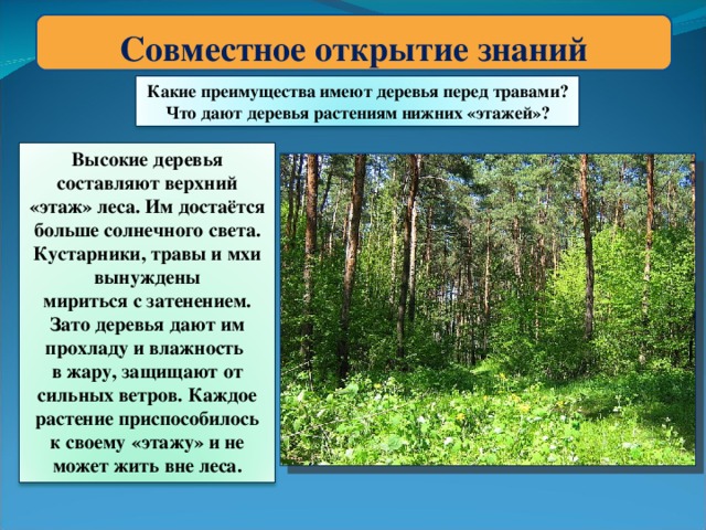 Совместное открытие знаний Какие преимущества имеют деревья перед травами? Что дают деревья растениям нижних «этажей»? Высокие деревья составляют верхний «этаж» леса. Им достаётся больше солнечного света. Кустарники, травы и мхи вынуждены мириться с затенением. Зато деревья дают им прохладу и влажность в жару, защищают от сильных ветров. Каждое растение приспособилось к своему «этажу» и не может жить вне леса.