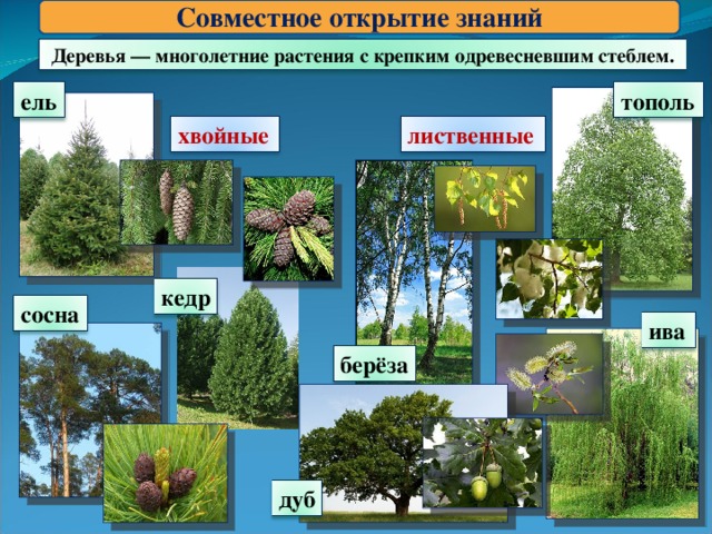 Совместное открытие знаний Деревья — многолетние растения с крепким одревесневшим стеблем. тополь ель хвойные лиственные кедр сосна ива берёза дуб