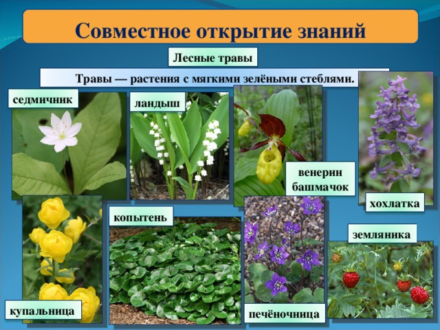 Совместное открытие знаний Лесные травы Травы — растения с мягкими зелёными стеблями. седмичник ландыш венерин башмачок хохлатка копытень земляника купальница печёночница