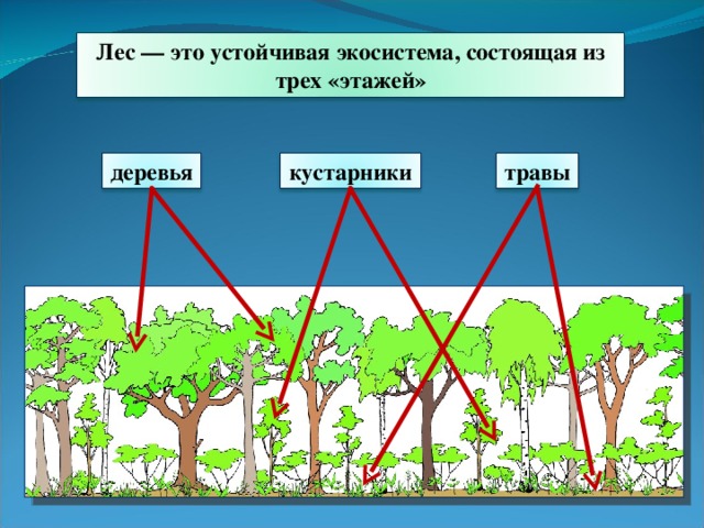 Лес — это устойчивая экосистема, состоящая из трех «этажей» деревья кустарники травы