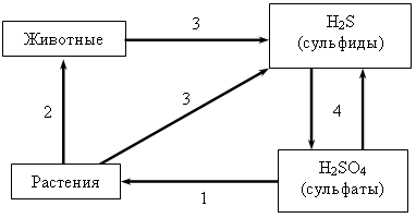 Круговорот серы в природе рисунок