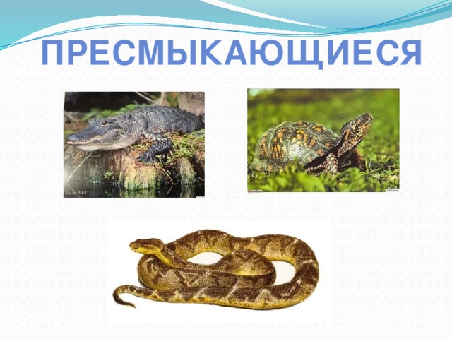 пресмыкающиеся