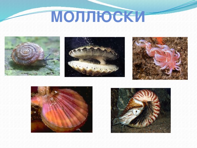 моллюски