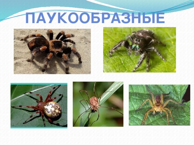 паукообразные