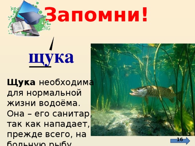 Запомни! щука Щука необходима для нормальной жизни водоёма. Она – его санитар, так как нападает, прежде всего, на больную рыбу . http://www.stihi.ru/2012/05/07/6234