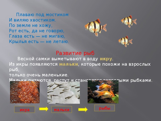 Плаваю под мостиком  И виляю хвостиком.  По земле не хожу,  Рот есть, да не говорю,  Глаза есть — не мигаю,  Крылья есть — не летаю.  Развитие рыб  Весной самки выметывают в воду икру . Из икры появляются мальки , которые похожи на взрослых рыб, только очень маленькие. Мальки питаются, растут и становятся взрослыми рыбками. рыбы икра мальки