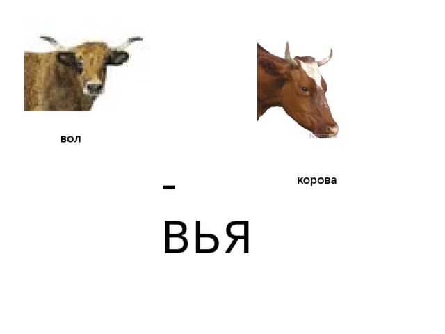 вол -ВЬЯ корова