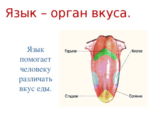 Язык – орган вкуса. Язык помогает человеку различать вкус еды.