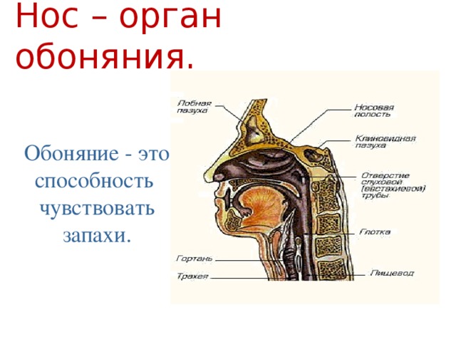 Нос – орган обоняния. Обоняние - это способность чувствовать запахи.