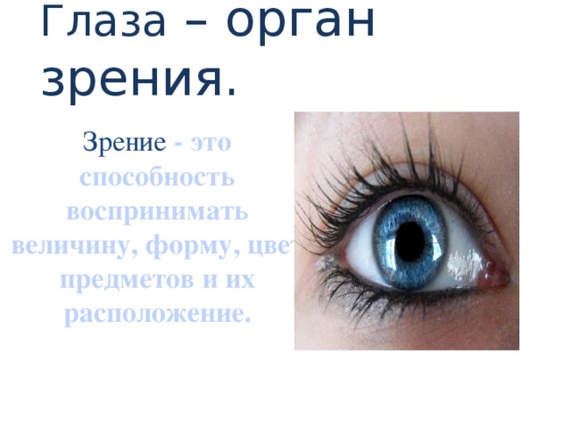 Глаза – орган зрения. Зрение  - это способность воспринимать величину, форму, цвет предметов и их расположение.