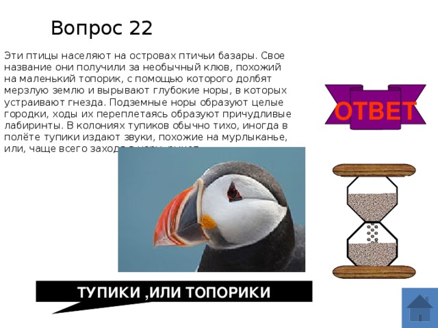 Вопрос 22 Эти птицы населяют на островах птичьи базары. Свое название они получили за необычный клюв, похожий на маленький топорик, с помощью которого долбят мерзлую землю и вырывают глубокие норы, в которых устраивают гнезда. Подземные норы образуют целые городки, ходы их переплетаясь образуют причудливые лабиринты. В колониях тупиков обычно тихо, иногда в полёте тупики издают звуки, похожие на мурлыканье, или, чаще всего заходя в нору, рычат. ОТВЕТ ТУПИКИ ,ИЛИ ТОПОРИКИ