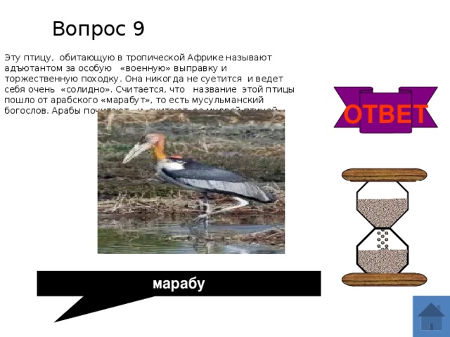 Вопрос 9 Эту птицу, обитающую в тропической Африке называют адъютантом за особую «военную» выправку и торжественную походку. Она никогда не суетится и ведет себя очень «солидно». Считается, что название этой птицы пошло от арабского «марабут», то есть мусульманский богослов. Арабы почитают и считают ее мудрой птицей. ОТВЕТ марабу