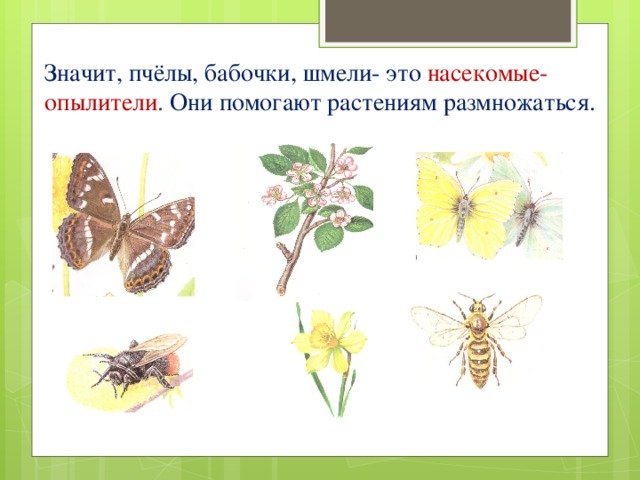 Значит, пчёлы, бабочки, шмели- это насекомые-опылители . Они помогают растениям размножаться.