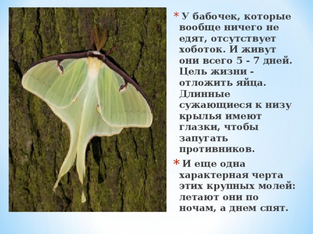 У бабочек, которые вообще ничего не едят, отсутствует хоботок. И живут они всего 5 - 7 дней. Цель жизни - отложить яйца. Длинные сужающиеся к низу крылья имеют глазки, чтобы запугать противников.  И еще одна характерная черта этих крупных молей: летают они по ночам, а днем спят.