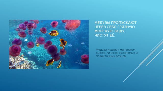 Медузы пропускают через себя грязную морскую воду, чистят её. Медузы кушают маленьких рыбок, личинки насекомых и планктонных рачков.