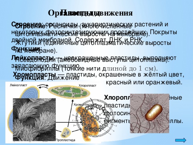 Пластиды Органоиды движения Строение : органоиды, эукариотических растений и некоторых фотосинтезирующих простейших. Покрыты двойной мембраной. Содержат ДНК и РНК. Функции : Лейкопласты — неокрашенные пластиды, выполняют запасающую функцию. Хромопласты — пластиды, окрашенные в жёлтый цвет, красный или оранжевый. Строение : Реснички (многочисленные цитоплазматические выросты на мембране). Жгутики (единичные цитоплазматические выросты на мембране). Псевдоподии (амебовидные выступы цитоплазмы). Миофибриллы (тонкие нити д линой до 1 см). Функция : Движение Хлоропласты — зелёные пластиды, несущие фотосинтезирующие пигменты — хлорофиллы.