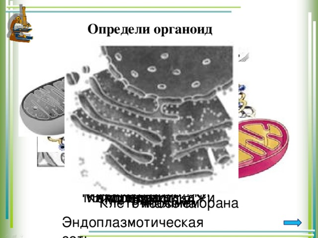 Определи органоид Комплекс Гольджи Хлоропласт Ядро Митохондрии Комплекс Гольджи Митохондрия Рибосома Клеточная мембрана Эндоплазмотическая сеть