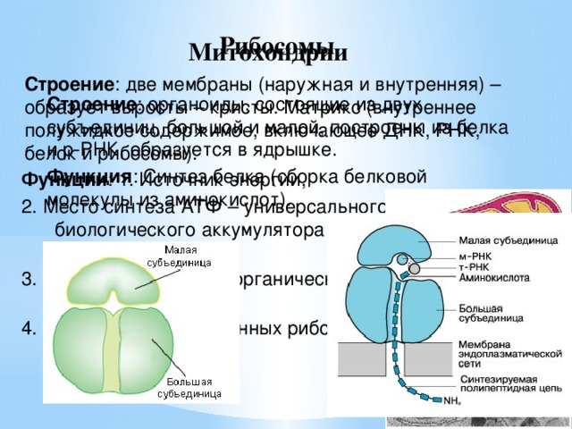 Рибосомы Митохондрии Строение : две мембраны (наружная и внутренняя) – образует выросты – кристы. Матрикс (внутреннее полужидкое содержимое, включающее ДНК, РНК, белок и рибосомы). Функции : 1. Источник энергии, 2. Место синтеза АТФ – универсального биологического аккумулятора энергии. 3. Синтез собственных органических веществ 4. Образование собственных рибосом Строение : органоиды, состоящие из двух субъединиц, большой и малой, построены из белка и р-РНК, образуется в ядрышке. Функция : Синтез белка (сборка белковой молекулы из аминокислот).