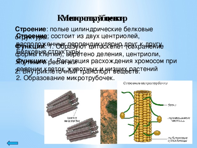 Микротрубочки Клеточный центр Строение : полые цилиндрические белковые структуры. Функции : 1. Образуют цитоскелет (сохранение формы клетки), веретено деления, центриоли, жгутики и реснички 2. Внутриклеточный транспорт веществ. Строение : состоит из двух центриолей, расположенных перпендикулярно друг к другу. Белковые структуры. Функции : 1. Регуляция расхождения хромосом при делении клеток животных и низших растений 2. Образование микротрубочек.