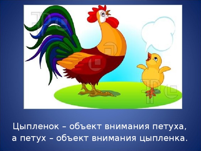 Цыпленок – объект внимания петуха, а петух – объект внимания цыпленка.
