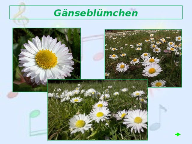 Gänseblümchen