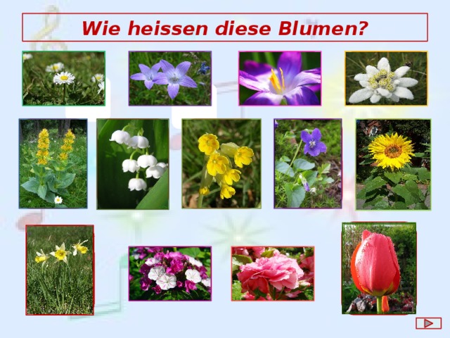 Enzian Maiglöckchen Schlüsselblume Wie heissen diese Blumen? Glockenblume Krokus Edelweiß Gänseblümchen Veilchen Sonnenblume Tulpe Osterglocke e Osterglocke Nelke Rose