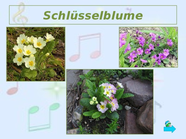 Schlüsselblume