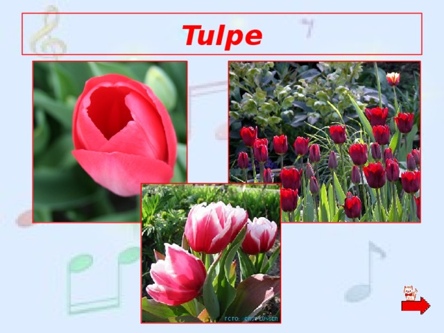 Tulpe