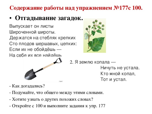 Содержание работы над упражнением №177с 100. Отгадывание загадок. Выпускает он листы   Широченной широты.   Держатся на стеблях крепких   Сто плодов шершавых, цепких:   Если их не обойдёшь —   На себе их все найдёшь  2. Я землю копала —    Ничуть не устала.    Кто мной копал,    Тот и устал. - Как догадались? - Подумайте, что общего между этими словами. - Хотите узнать о других похожих словах? - Откройте с 100 и выполните задания к упр. 177